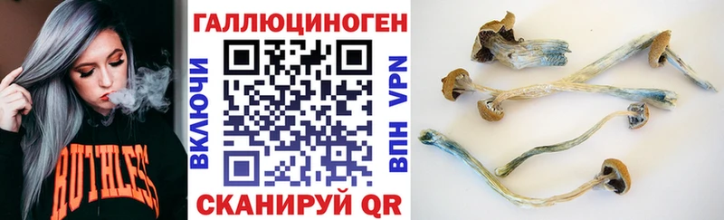 закладки  Боровичи  Псилоцибиновые грибы Cubensis 